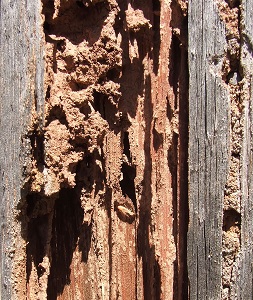 orange-county-termite-repair